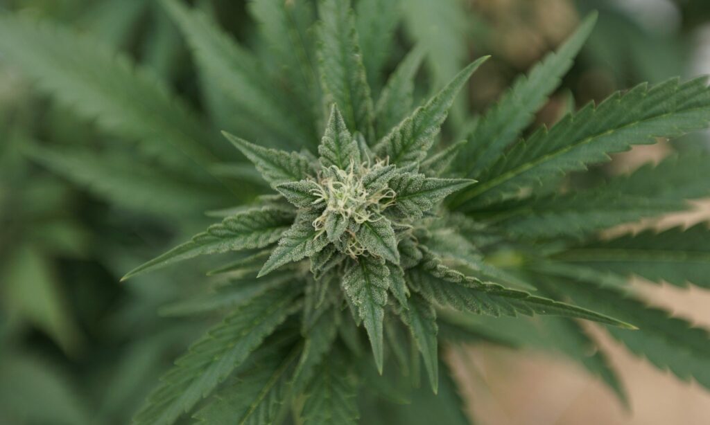 Marijuana plants